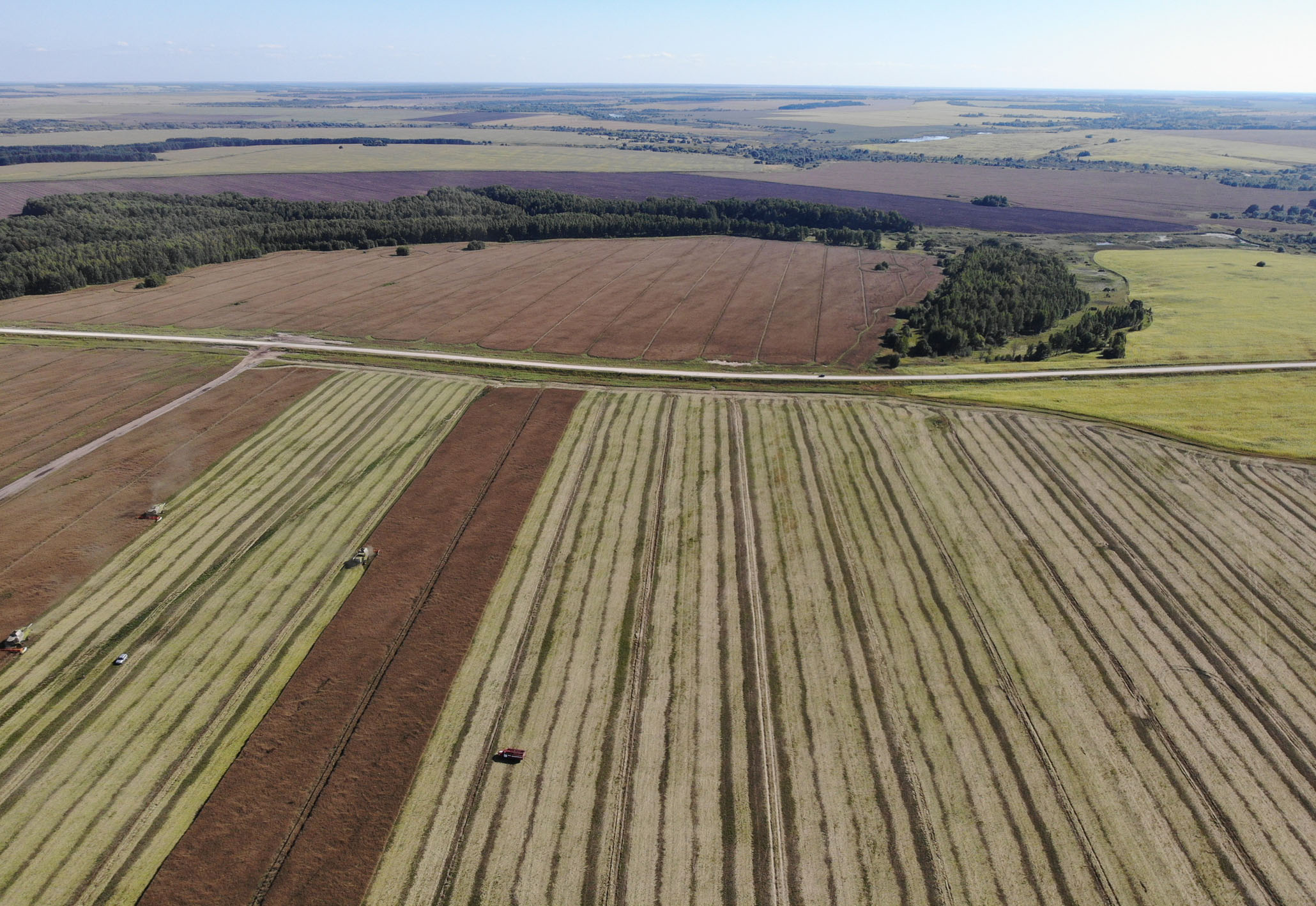 rapeseed harvesting Dobronravov AGRO