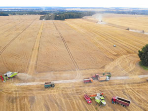 Grain harvest 2019