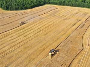 Grain harvest 2022